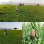 پایش و مبارزه سن گندم