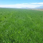 کشت جو قراردادی برای اولین بار در سرچهان با هدف تولید بذر گواهی شده