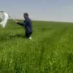 استمرار بازدیدهای شبکه مراقبت از مزارع گندم و جو شهرستان
