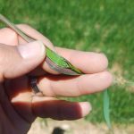آغاز پایش و مبارزه با آفات،بیماری ها و علف‌های هرز محصولات شتوی در شهرستان اقلید