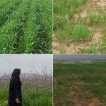 پایش شبکه مراقبت و تولید پایدار
