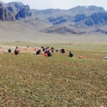 کشت نشایی پیاز در اقلید؛ پیش‌بینی کشت ۲۱۰۰ هکتار در سال جاری