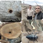 بازدید از محل دپوی الوار آلوده به آفات چوبخوار وپوست خوار