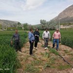 بازدید همکاران مرکز تحقیقات و آموزش کشاورزی از طرحهای تحقیقاتی گندم و جو
