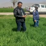بازدید مستمر از اراضی شتوی به منظور پایش آفت سن و بیماریهای برگی