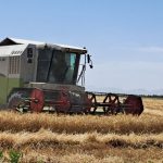 آغاز برداشت گندم از مزارع شهرستان جویم