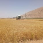 آغاز عملیات برداشت جو در شهرستان زرقان