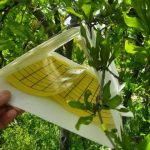پایش مستمر آفات کشاورزی در نی ریز؛ از پروانه گلوگاه انار  تا مگس میوه مدیترانه ای