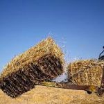 پیش بینی تولید ۴ هزار تن کاه و کلش درشهرستان گراش