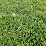 آغاز برداشت مزارع گیاه داروئی عدس الملک شهرستان خفر