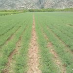 افزایش کشت نخود در شهرستان پاسارگاد؛ گامی مؤثر در توسعه کشاورزی پایدار