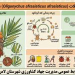 کنه گرد آلود نخیلات