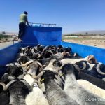 صادرات ۶۴ هزار رأس دام زنده از فسا به ۱۱ استان کشور