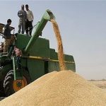 پایان رقص خوشه های طلایی در رستم