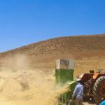 عملیات برداشت جو در شهرستان رستم