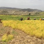 برداشت عدس از مزارع شهرستان رستم