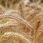 پایان برداشت جو در زرین دشت