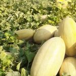 آغاز برداشت خربزه درمزارع زرین دشت