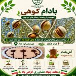 اینفوگرافی