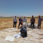 برداشت و کیل گیری مزرعه طرح تحقیقی ـ ترویجی خشکی در جو شهرستان پاسارگاد