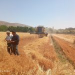 برداشت موفق طرح PDT گندم با ثبت عملکرد ۱۳ تن در هکتار در شهرستان پاسارگاد
