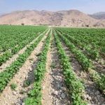 آغاز کشت پنبه در شهرستان جویم