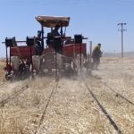 تکمیل عملیات کاشت پنبه در فسا