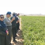 کارگاه آموزشی جلوگیری از خسارت علف هرز گل جالیز به مزارع گوجه فرنگی در ارسنجان