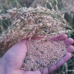 برداشت ارزن دانه ای از 5 هکتار از اراضی دیم کازرون