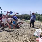 اجرای طرح انتخاب مشارکتی (PVS) ارقام ذرت در شهرستان مرودشت