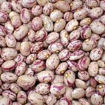 برداشت لوبیا چیتی رستم به خط آخر رسید