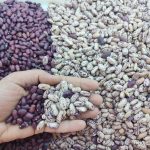 پایان برداشت  لوبیا چیتی و لوبیا قرمز در کازرون؛ تولید پایدار در سایه اصلاح الگوی کشت