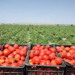 آغاز برداشت گوجه فرنگی در ارسنجان