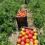 آغاز برداشت گوجه‌فرنگی از بیش از دو هزار هکتار مزارع شهرستان اقلید