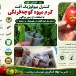 کنترل بیولوژیک آفت کرم میوه گوجه فرنگی