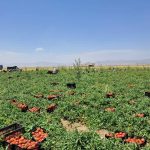 برداشت یاقوت سرخ از مزارع حاصلخیز شهرستان مرودشت