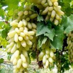 برداشت انگور از ۴۲۸۲ هکتار از تاکستان های شیراز ادامه دارد