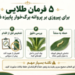 ۵ فرمان طلایی برای پیروزی بر «پروانه برگ‌خوار پاییزه ذرت»
