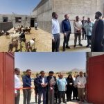 واحد دامپروری ۲۰۰ رأسی گراش به بهره‌برداری رسید