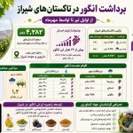 اینفوگراف برداشت انگور از تاکستان های شیراز