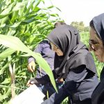 نخستین علائم آلودگی به برگ‌خوار پاییزه ذرت در مزارع شیراز مشاهده شد