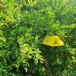 اجرای سایت پیش‌آگاهی مگس‌های میوه مدیترانه‌ای و انبه در شهرستان کازرون