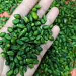 آغاز برداشت “پسته کال” در سروستان؛ ظرفیتی نو برای تولید مغز سبز با ارزش افزوده بالا در مسیر صادرات