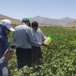 پنبه‌کاری با تکیه بر مدیریت تلفیقی آفات در مزارع الگویی استهبان