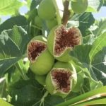 آغاز برداشت انجیر دیم در سروستان