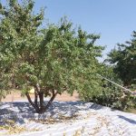 آغاز برداشت بادام از باغ‌های نی‌ریز