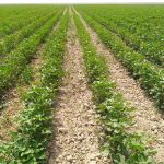 آغاز وجین دستی مزارع پنبه در زرین دشت