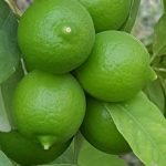 آغاز برداشت لیموترش از باغ های شهرستان جویم