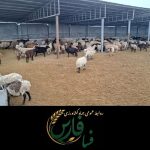 طلسم ۴۶ ساله مجتمع دامداری صغاد فسا شکست