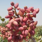اجرای طرح آزمایش سازگاری ارقام نوین پسته در نی‌ریز